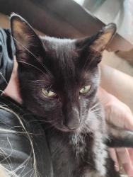 Reunited Male Cat last seen Westheimer rd , Houston, TX 77077