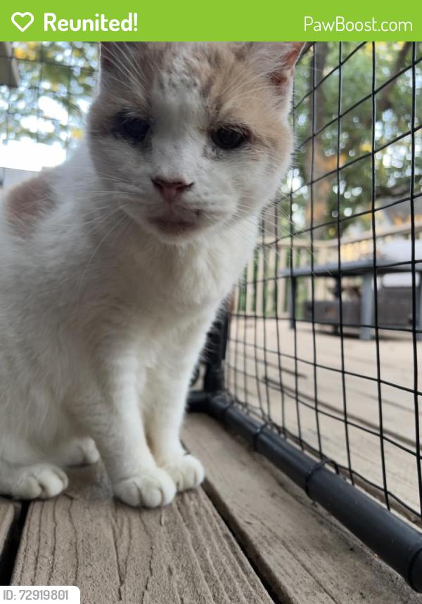 Reunited Male Cat last seen Shady Hill Ln, Arlington, Tx, Arlington, TX 76016
