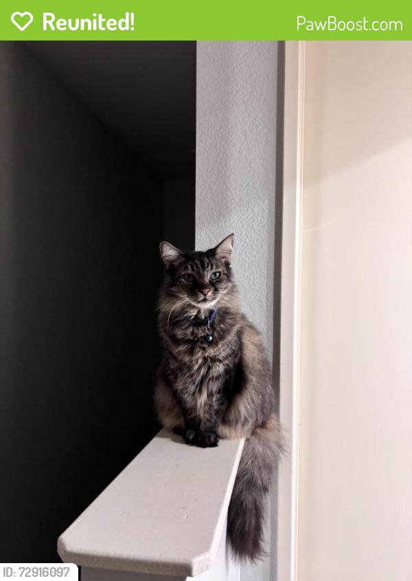 Reunited Male Cat last seen 7th st and Newport Ave, Long Beach, CA 90804