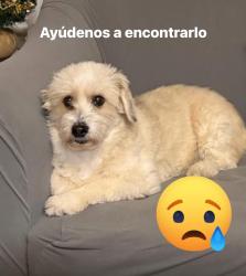 Reunited Male Dog last seen Near Meadow St, Danbury, CT 06810, EE. UU., Danbury, CT 06810