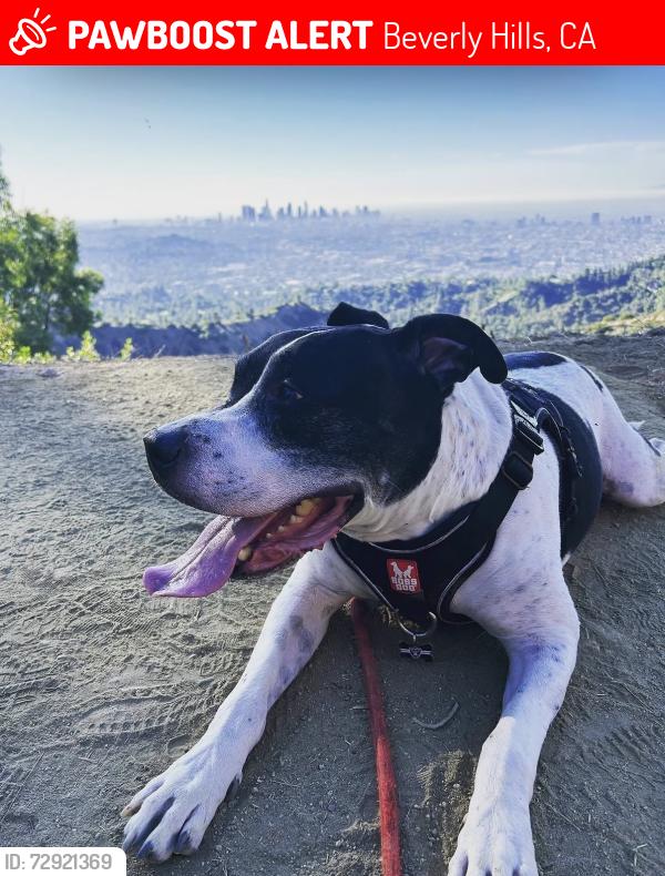 Lost Male Dog last seen 3rd and Willaman Dr, Beverly Hills, CA 90211
