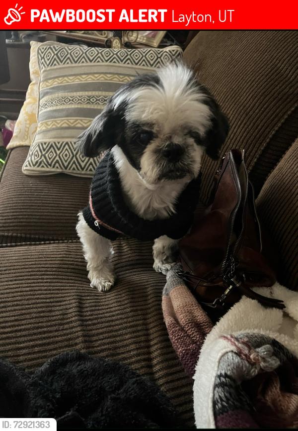 Lost Male Dog last seen Emerald and Cherry lane, Layton, UT 84040