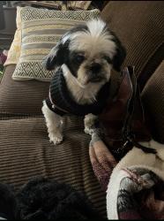 Lost Male Dog last seen Emerald and Cherry lane, Layton, UT 84040