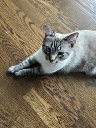 Reunited Male Cat last seen Dewes and Elm, Glenview, IL 60025
