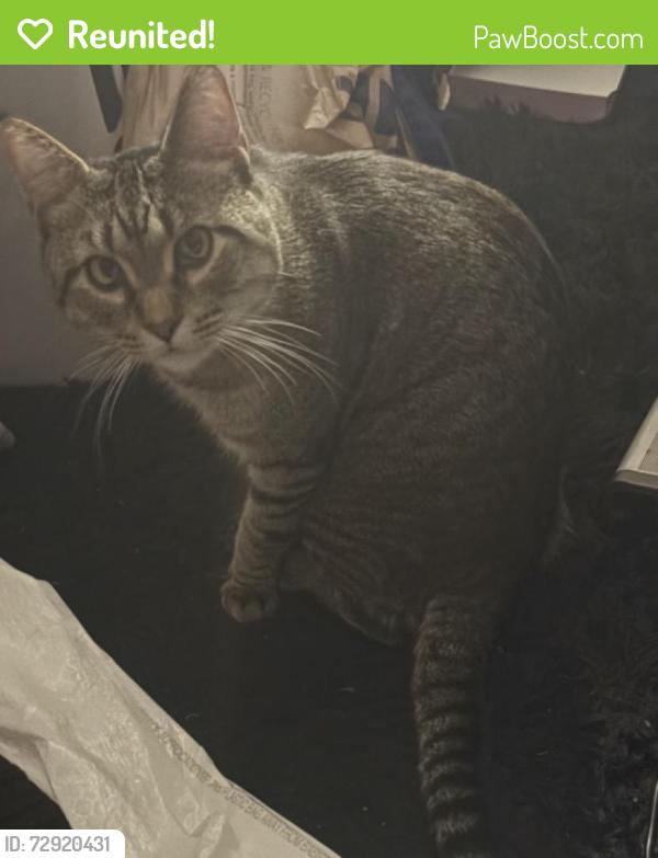 Reunited Male Cat last seen john f kennedy park, Eastpointe, MI 48021