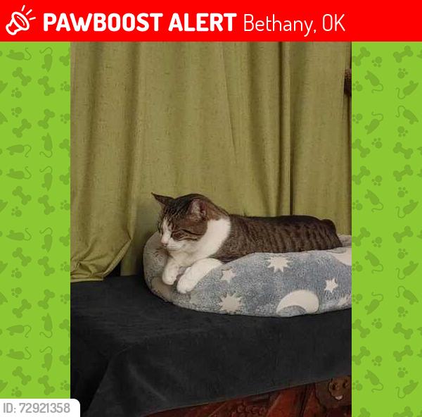 Lost Male Cat last seen NW 57th St and Mueller Ave, Bethany, OK 73008