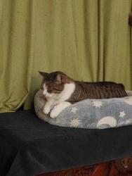 Lost Male Cat last seen NW 57th St and Mueller Ave, Bethany, OK 73008