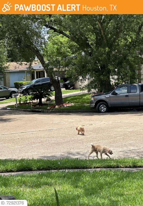 Found/Stray Unknown Dog last seen Near ironside turn dr, Houston, TX 77053
