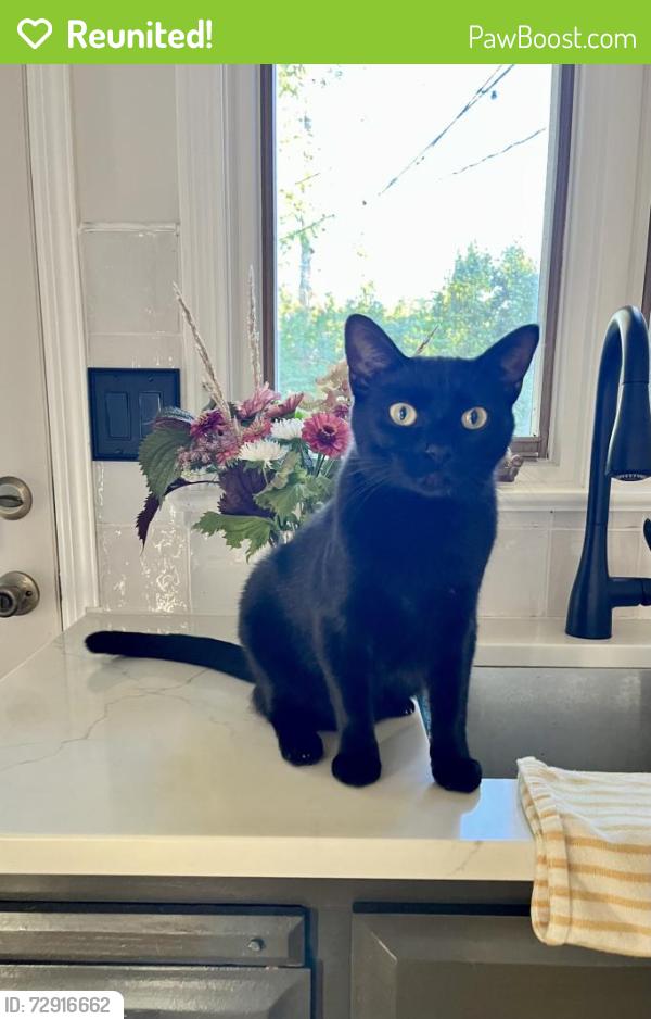 Reunited Female Cat last seen Highland dr Willoughby , Willoughby, OH 44094