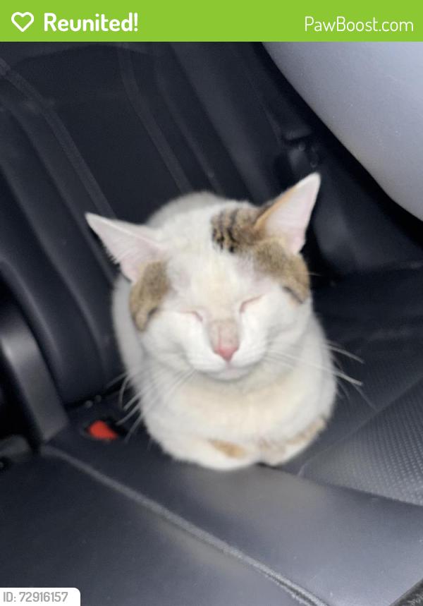 Reunited Male Cat last seen Near s sangamon , Chicago, IL 60643