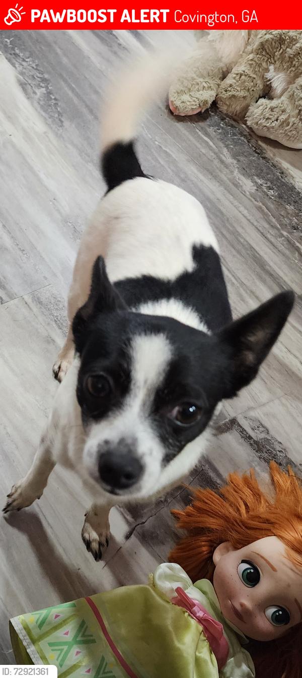 Lost Female Dog last seen Brown bridge rd, near west newton elementary , Covington, GA 30016