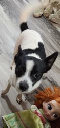Lost Female Dog last seen Brown bridge rd, near west newton elementary , Covington, GA 30016