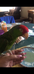 Lost Unknown Bird last seen Near East G st, Wilmington , Los Angeles, CA 90744