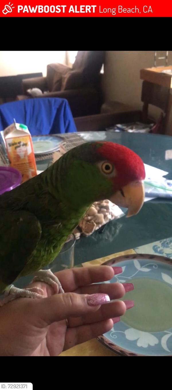 Lost Unknown Bird last seen Near East G st, Wilmington , Los Angeles, CA 90744