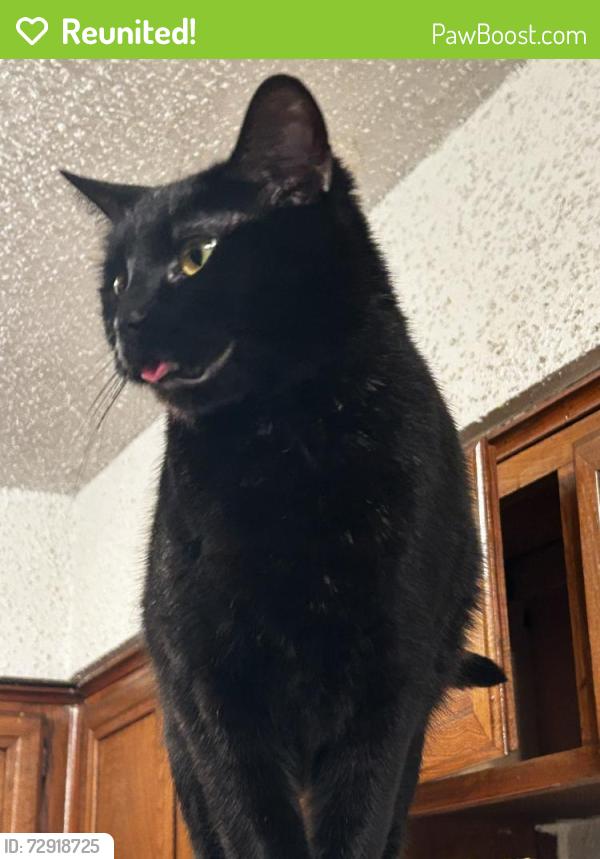 Reunited Female Cat last seen Shady drive , Hudson, FL 34669