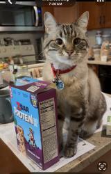 Reunited Male Cat last seen 15th St and Hawthorn Ave, Boulder, CO 80304