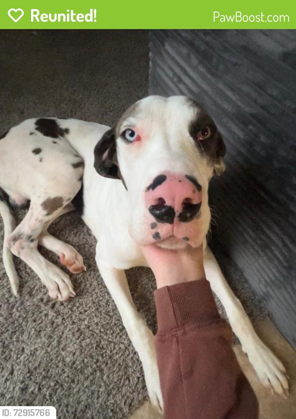 Reunited Male Dog last seen Shelby Dr and Swinnea Rd, Memphis, TN 38118