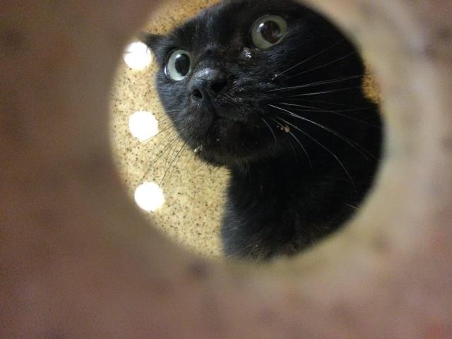 Shelter Stray Unknown Cat last seen Near BLOCK VAN BUREN BLVD, JURUPA VALLEY CA 92509, Jurupa Valley, CA 92509