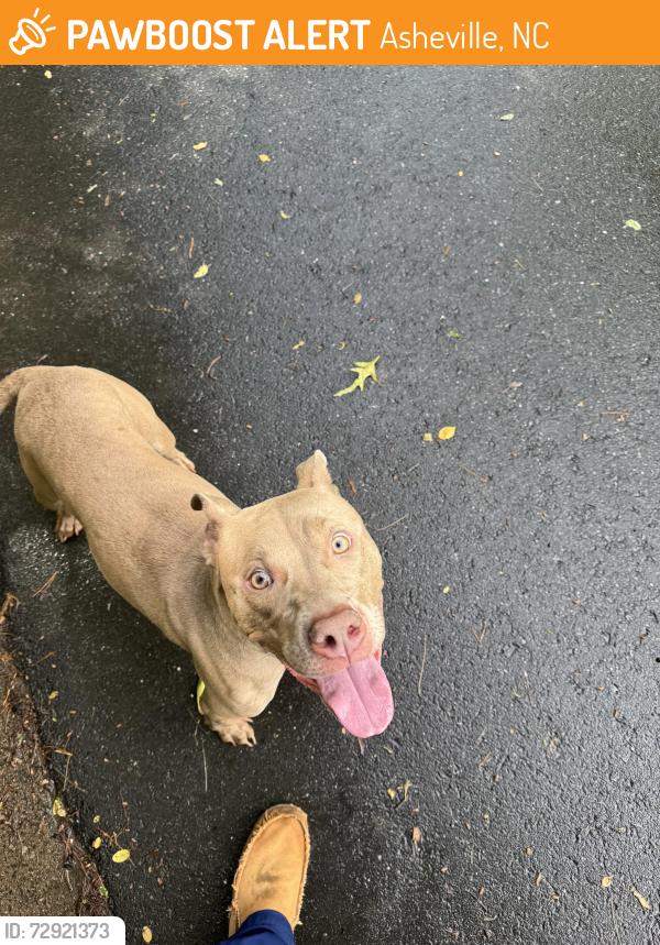 Found/Stray Male Dog last seen On new haw creek rd by haw creek elementary school , Asheville, NC 28805