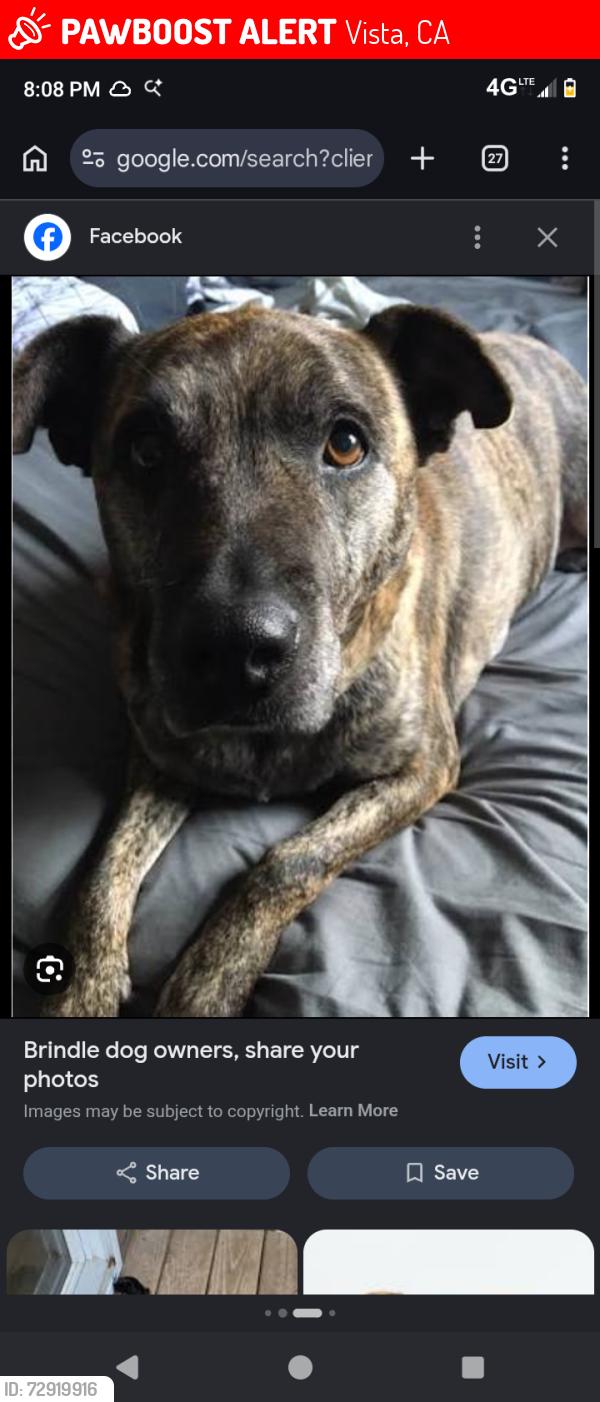 Lost Female Dog last seen Near and up trailer park that's next to the Walgreens on bobier and north santa fe ave , Vista, CA 92083
