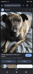 Lost Female Dog last seen Near and up trailer park that's next to the Walgreens on bobier and north santa fe ave , Vista, CA 92083