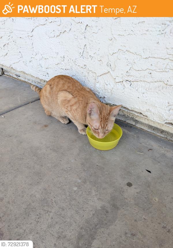 Found/Stray Female Cat last seen S college E Baseline , Tempe, AZ 85283