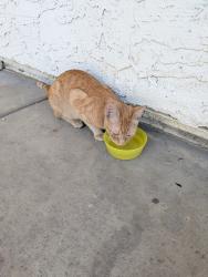 Found/Stray Female Cat last seen S college E Baseline , Tempe, AZ 85283