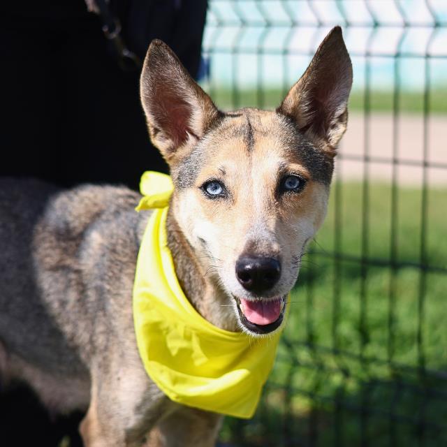 Shelter Stray Female Dog last seen Near BLOCK TRAIL VALLEY, San Antonio, TX 78227