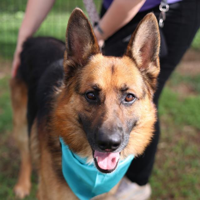 Shelter Stray Male Dog last seen Near BLOCK SHARMAIN, San Antonio, TX 78227