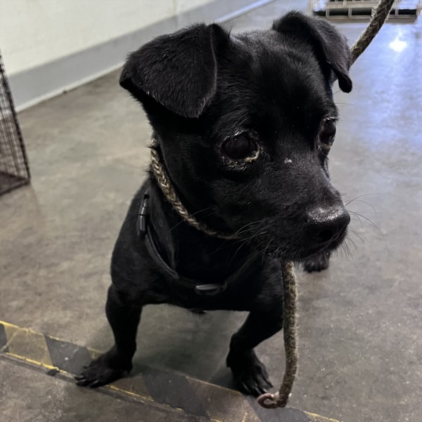 Shelter Stray Male Dog last seen , Los Angeles, CA 90047