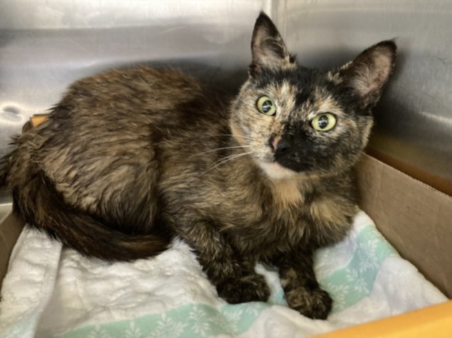 Shelter Stray Female Cat last seen , Los Angeles, CA 90047