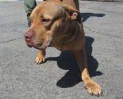 Shelter Stray Female Dog last seen , Los Angeles, CA 90047