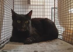 Shelter Stray Female Cat last seen , Los Angeles, CA 90047