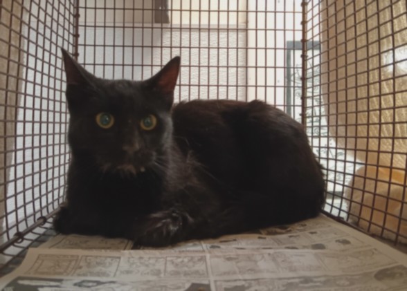 Shelter Stray Female Cat last seen , Los Angeles, CA 90047