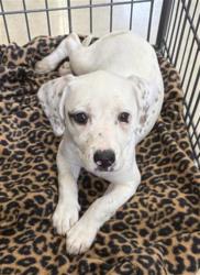 Shelter Stray Female Dog last seen , San Antonio, TX 78227