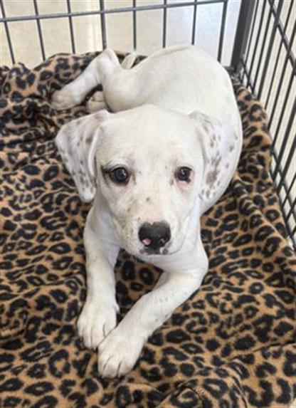 Shelter Stray Female Dog last seen , San Antonio, TX 78227