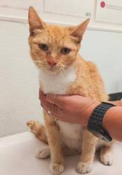 Shelter Stray Female Cat last seen , Los Angeles, CA 90047