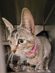 Shelter Stray Female Cat last seen , Los Angeles, CA 90047