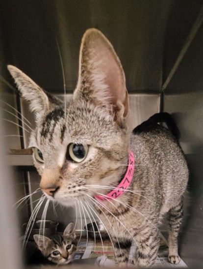 Shelter Stray Female Cat last seen , Los Angeles, CA 90047