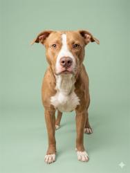 Shelter Stray Male Dog last seen TOLEDO RD, Jacksonville, FL 32204