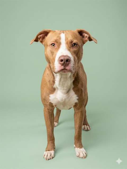 Shelter Stray Male Dog last seen TOLEDO RD, Jacksonville, FL 32204