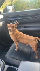 Lost Male Dog last seen Edison west Lehigh Acres , Lehigh Acres, FL 33972