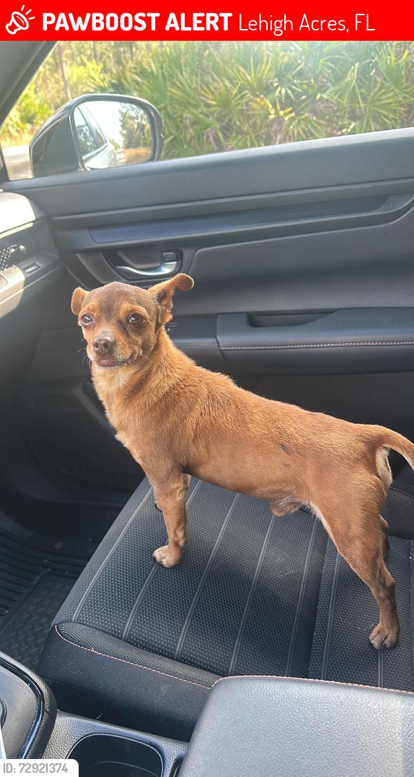 Lost Male Dog last seen Edison west Lehigh Acres , Lehigh Acres, FL 33972