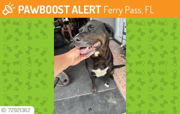Found/Stray Female Dog last seen Gatewood Drive, Ferry Pass, FL 32514