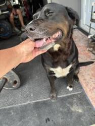 Found/Stray Female Dog last seen Gatewood Drive, Ferry Pass, FL 32514