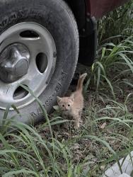 Found/Stray Unknown Cat last seen jw arndt elementry, Laredo, TX 78046