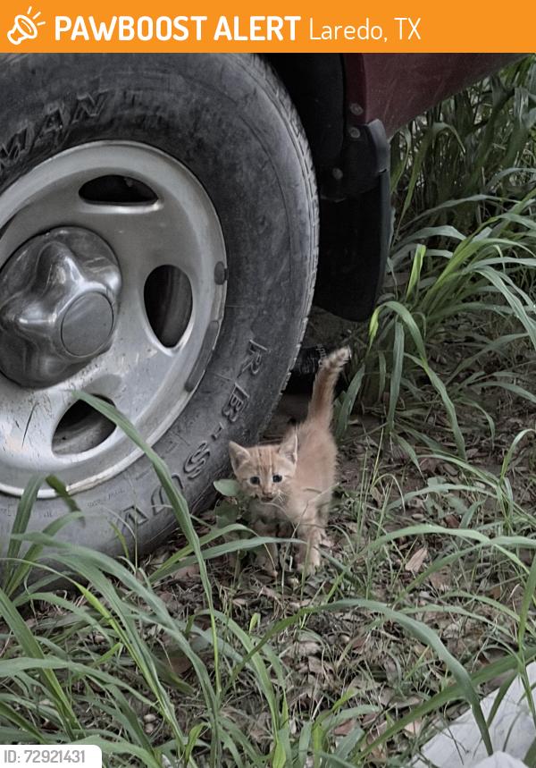 Found/Stray Unknown Cat last seen jw arndt elementry, Laredo, TX 78046