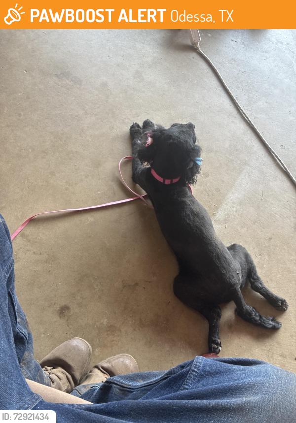 Found/Stray Female Dog last seen Near Custer Ave , Odessa, TX 79761