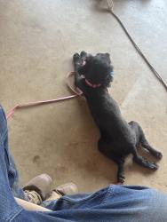 Found/Stray Female Dog last seen Near Custer Ave , Odessa, TX 79761