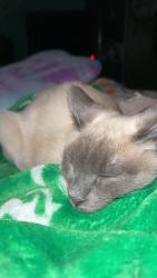 Reunited Female Cat last seen College and leonard, Grand Rapids, MI 49503